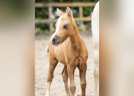 Welsh-A, Hengst, Veulen (03/2025), Palomino