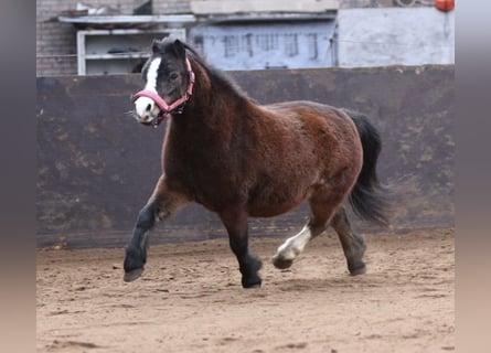 Welsh-A, Hongre, 10 Ans, 114 cm, Bai