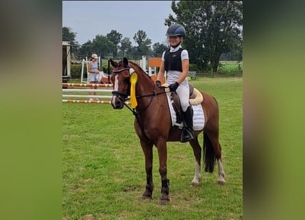 Welsh-A, Hongre, 10 Ans, 123 cm, Bai