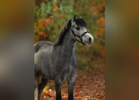 Welsh-A, Hongre, 2 Ans, 118 cm, Gris