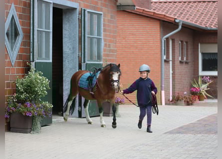 Welsh-A, Hongre, 3 Ans, 115 cm, Bai