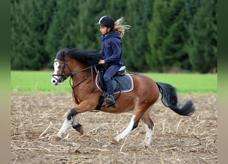 Welsh-A, Hongre, 3 Ans, 116 cm, Bai