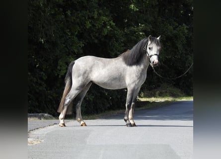 Welsh-A, Hongre, 3 Ans, 118 cm, Gris