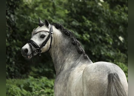 Welsh-A, Hongre, 3 Ans, 119 cm, Rouan bleu