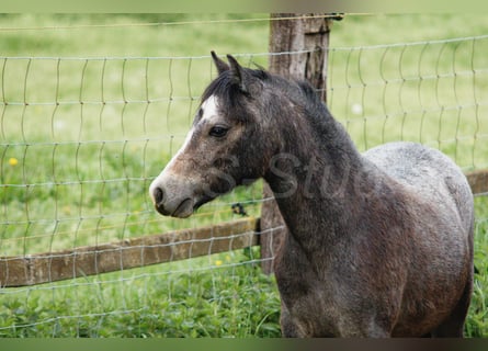 Welsh-A, Hongre, 3 Ans, 122 cm, Gris