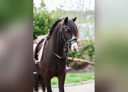 Welsh-A, Hongre, 4 Ans, 116 cm, Noir