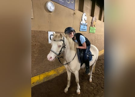 Welsh-A, Hongre, 5 Ans, 118 cm, Palomino