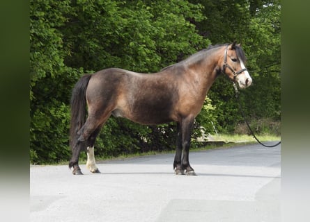 Welsh-A, Hongre, 7 Ans, 120 cm, Bai