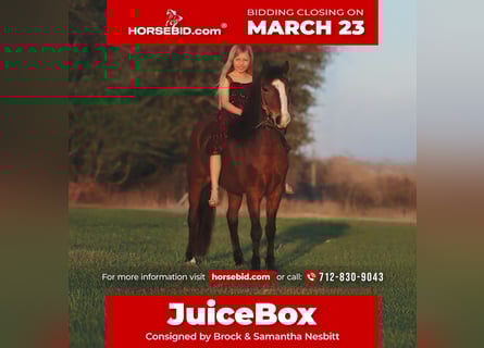 Welsh-A, Hongre, 7 Ans, 124 cm, Bai cerise