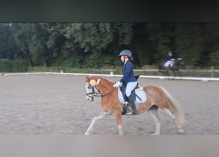 Welsh-A, Hongre, 8 Ans, 125 cm, Alezan dun