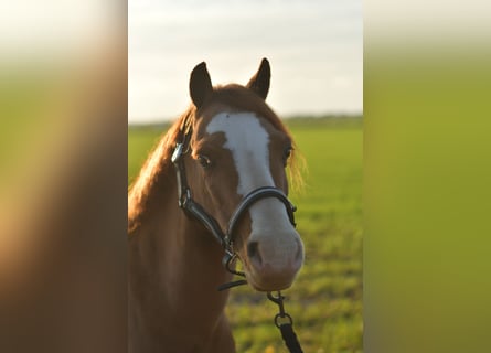 Welsh-A, Hongre, 9 Ans, 115 cm, Alezan cuivré