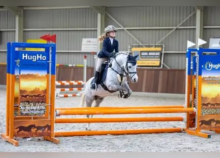 Welsh-A, Hongre, 9 Ans, 121 cm, Rouan bleu