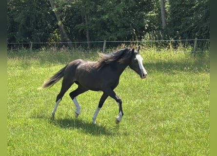 Welsh-A, Jument, 1 Année, Noir