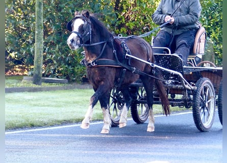 Welsh-A, Jument, 3 Ans, 116 cm, Noir