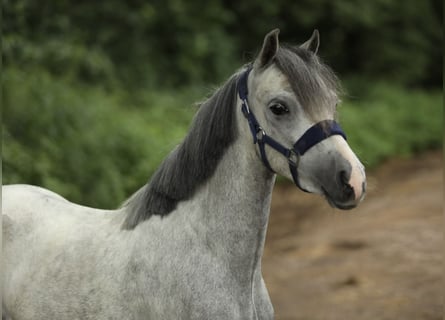 Welsh-A, Jument, 3 Ans, 117 cm, Gris