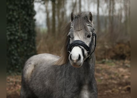 Welsh-A, Jument, 3 Ans, 118 cm, Gris