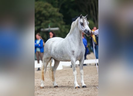Welsh-A, Jument, 3 Ans, 121 cm, Gris