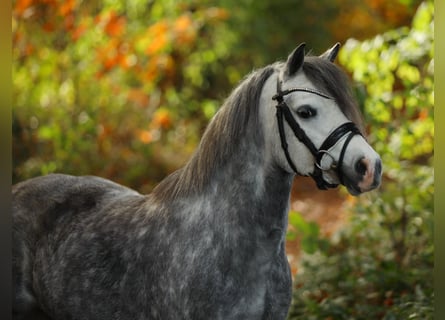 Welsh-A, Jument, 4 Ans, 122 cm, Gris