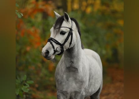 Welsh-A, Jument, 4 Ans, 122 cm, Gris