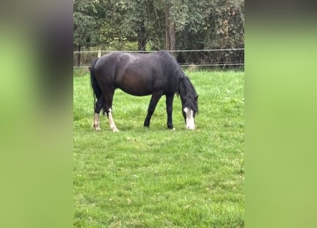 Welsh-A, Jument, 5 Ans, 120 cm, Noir