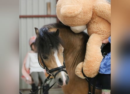 Welsh-A, Jument, 8 Ans, 120 cm, Buckskin