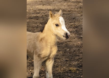 Welsh-A, Jument, Poulain (01/2026), 120 cm, Buckskin