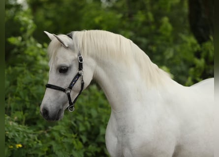 Welsh-A, Merrie, 13 Jaar, 124 cm, Schimmel
