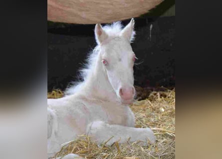 Welsh-A, Merrie, 16 Jaar, Palomino