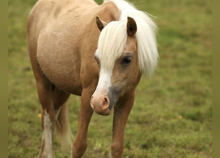 Welsh-A, Merrie, 1 Jaar, 120 cm, Palomino