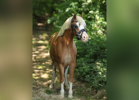 Welsh-A, Merrie, 3 Jaar, 116 cm, Vos