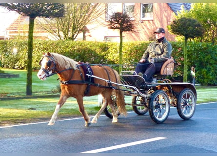 Welsh-A, Merrie, 4 Jaar, 118 cm, Vos