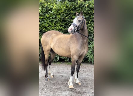 Welsh-A, Merrie, 5 Jaar, 113 cm, Falbe