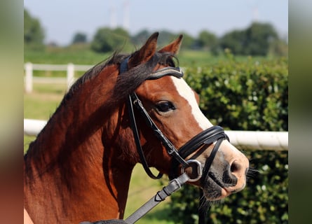 Welsh-A, Merrie, 5 Jaar, 121 cm, Bruin