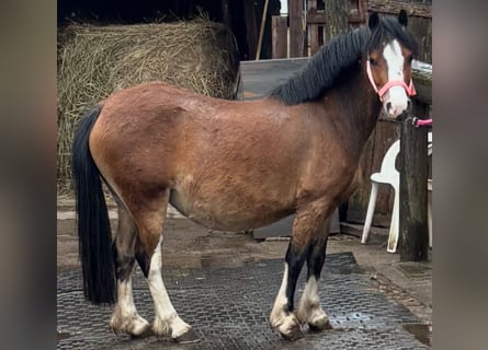 Welsh-A, Merrie, 5 Jaar, 125 cm, Bruin