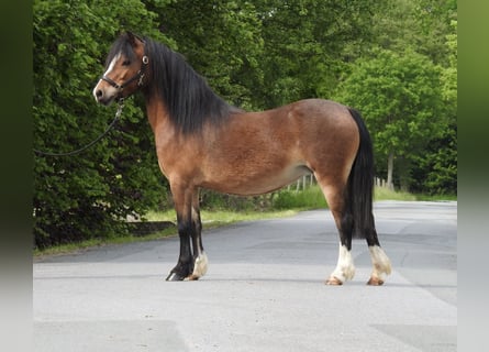 Welsh-A, Merrie, 7 Jaar, 116 cm, Bruin