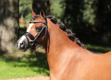 Welsh-A, Merrie, 7 Jaar, 120 cm, Bruin