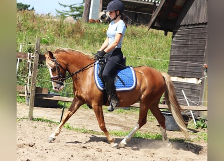 Welsh-A Mix, Merrie, 7 Jaar, Vos