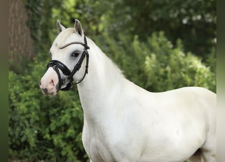 Welsh-A, Merrie, 8 Jaar, 117 cm, Schimmel