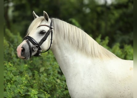 Welsh-A, Merrie, 8 Jaar, 123 cm, Schimmel