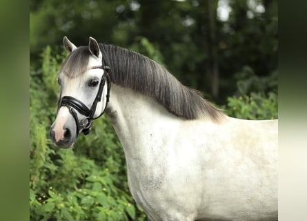 Welsh-A, Merrie, 8 Jaar, 126 cm, Schimmel