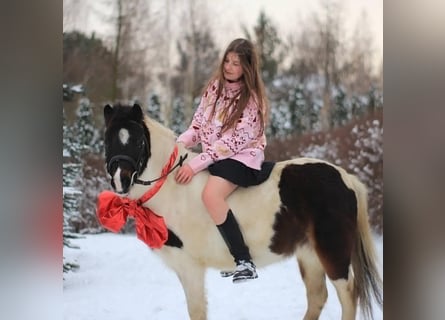 Welsh-A, Merrie, 9 Jaar, 115 cm, Gevlekt-paard