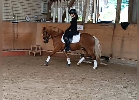 Welsh A (Mountain Pony), Gelding, 12 years, 11.2 hh, Chestnut-Red