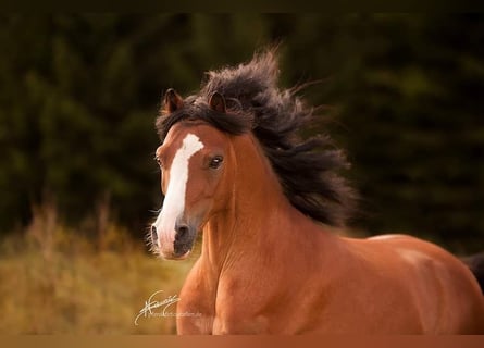 Welsh A (Mountain Pony), Gelding, 14 years, 11 hh, Brown