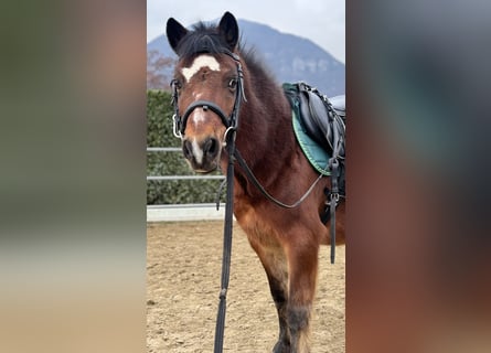Welsh A (Mountain Pony), Gelding, 15 years, 9,2 hh, Brown