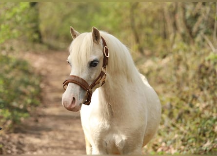 Welsh A (Mountain Pony), Gelding, 3 years, 11.2 hh, Palomino