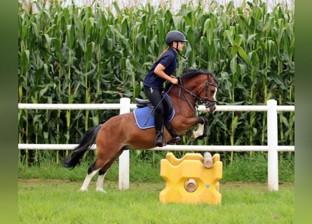 Welsh A (Mountain Pony), Gelding, 3 years, 11,1 hh, Brown