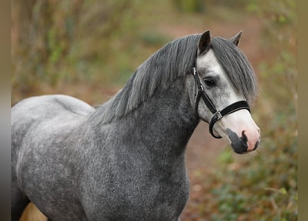 Welsh A (Mountain Pony), Gelding, 3 years, 11,2 hh, Grey