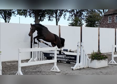 Welsh A (Mountain Pony), Gelding, 3 years, 14.3 hh, Bay-Dark