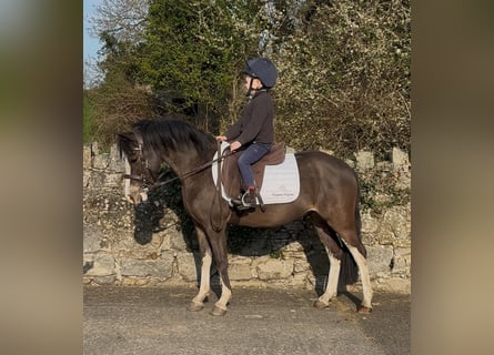 Welsh A (Mountain Pony), Gelding, 4 years, 11.3 hh, Bay