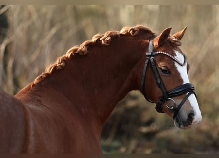 Welsh A (Mountain Pony), Gelding, 4 years, 12,1 hh, Chestnut
